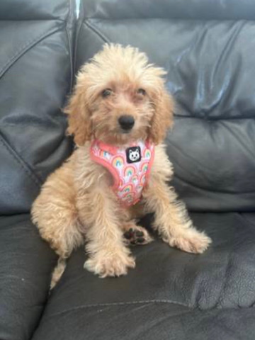 Cavalier King Charles Spaniel – Cavapoo puppy