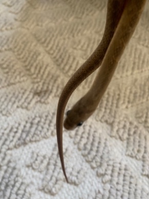African Egg Eating Snake