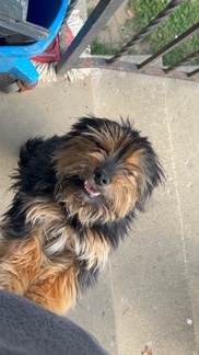 Yorkshire Terrier – Selling Chorkie