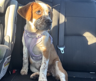 Mixed Breed – selling to a good home with children – Summerville