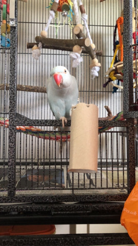 Indian Ringneck Parakeet – indian ringneck parrakeet