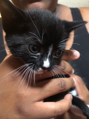 American Shorthair – selling kitten