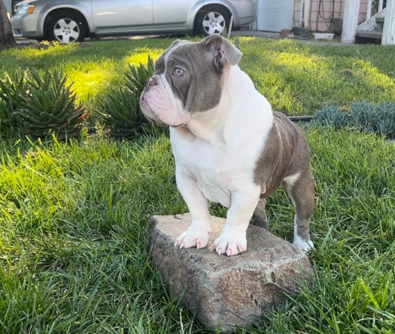 Bulldog – Lilac Mini English Bulldog