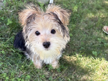 Morkie – Male Morkie puppy – Centreville