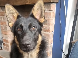 German Shepherd – male German shepherd – Cheshire West and Chester