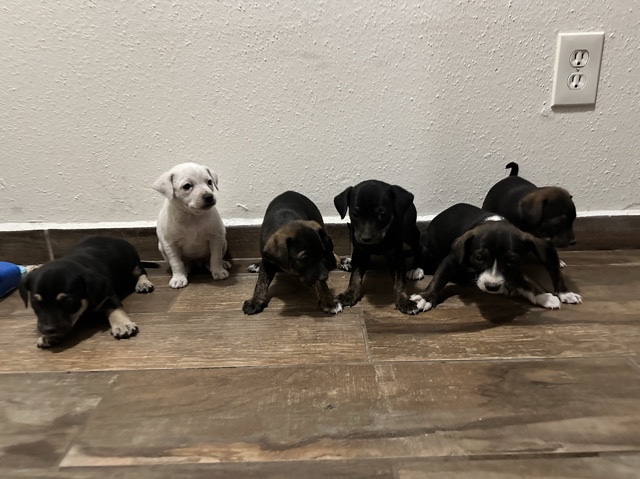 Chihuahua – GIVING AWAY PUPPIES – Houston