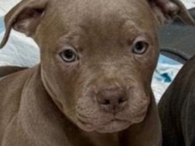 American Bulldog – American XL Bully – Berlin