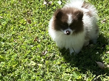 Pomeranian – female Poms – Louisville