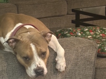 American Pit Bull Terrier – Nala — Looking for the Right Home ❤️ – Peoria