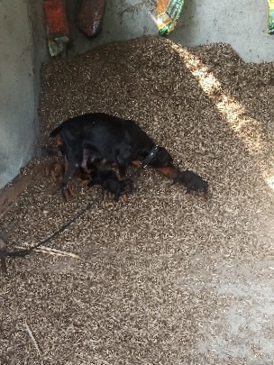 Doberman Pinscher – puppies