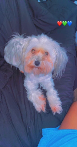 Maltese – Female Maltese