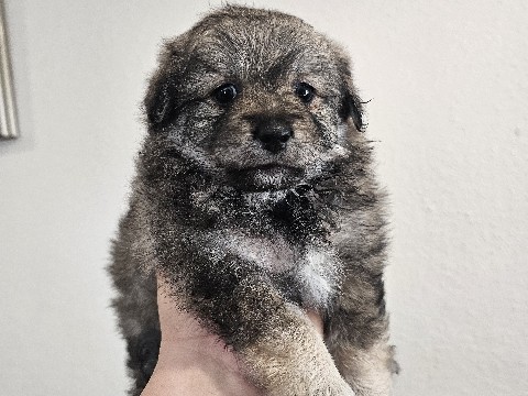 Maltese – Maltipom Puppies – Santa Clara