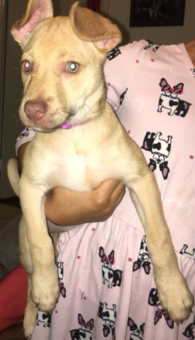 Playful Chiweenie