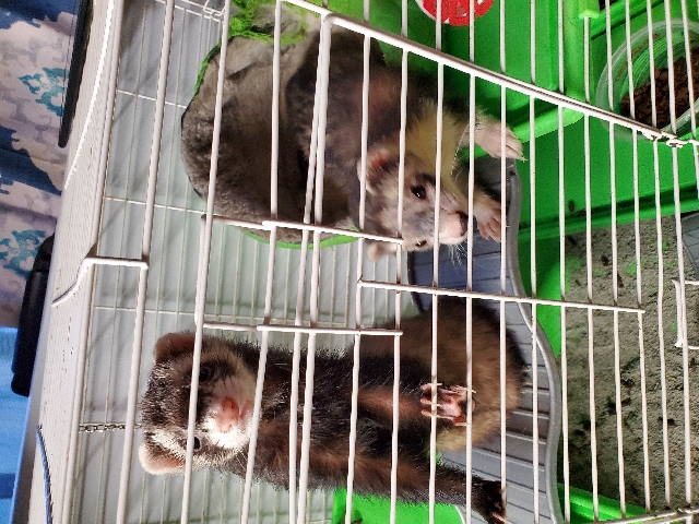 ferrets for sale