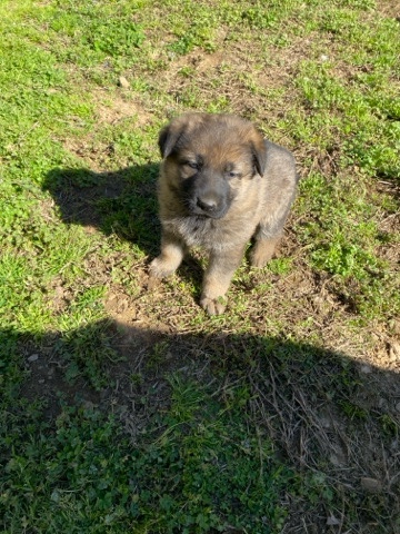 German Shepherd – German Shepherd AKC