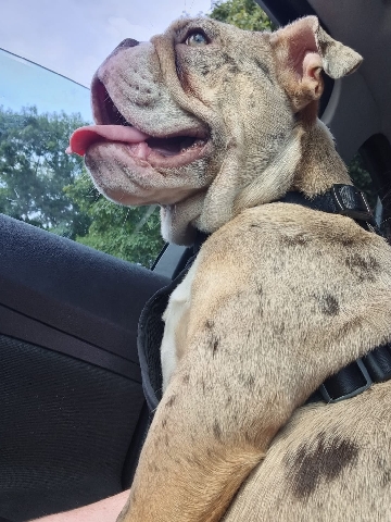 Bulldog – female merle english bull dog
