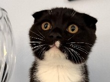 Scottish Fold – Black and white Scottish Fold – Selah