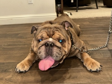 Bulldog – Purebred English Bulldog – Fresno