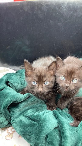 Bombay – Rehoming Kittens