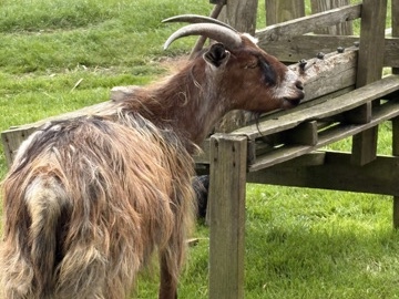 Goat – goats – Camborne