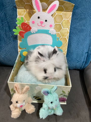 Lionhead – Beautiful Bunny Rabbits