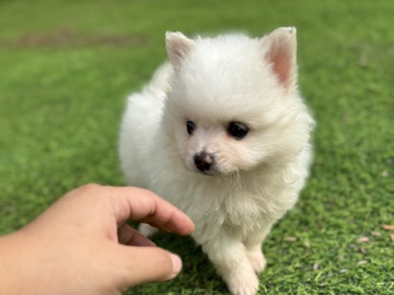 pomeranian puppy for sale 