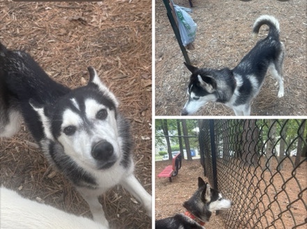 Siberian Husky – husky girl – Durham