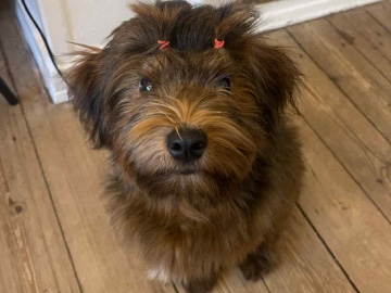 havanese puppy for sale 