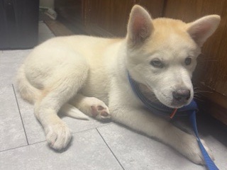 Siberian Husky – Beautiful male huskie – Allentown