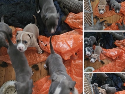 Perro de Presa Canario – puppy dogs – Chicago