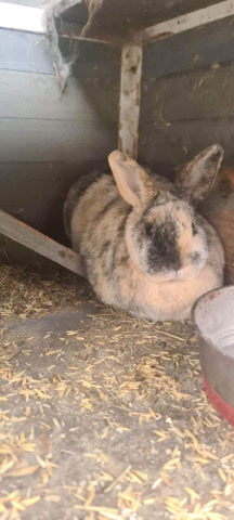 Roxy the rabbit