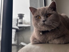 British Shorthair – lila katin – Jette