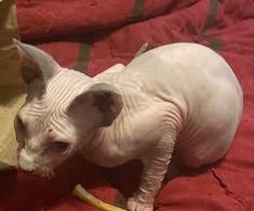Sphynx – Sphynx kittens