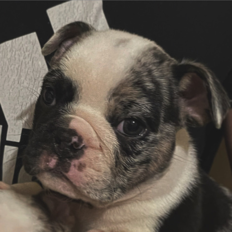 Olde English Bulldogge – English bulldog black tri Merle I’m gonna get the