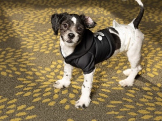 Shih Poo – ✨ Loving Home Needed for Sweet Shih Poo Puppy ✨ – Milwaukee