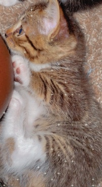 kittens