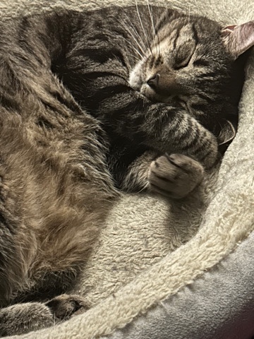 Russian White, Black and Tabby – please adopt meow