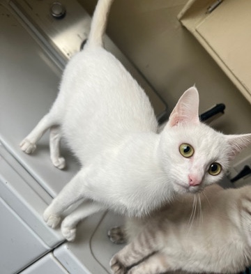 American Shorthair – Rehoming pregnant cat