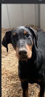 Rehoming Doberman