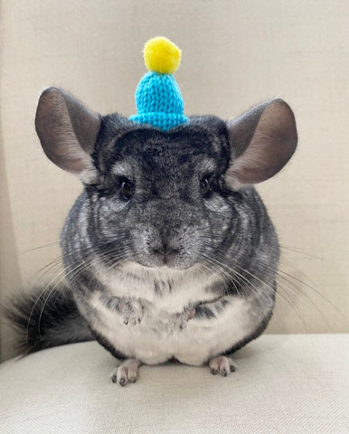Gray- fur chinchilla