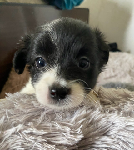 Chihuahua – puppies