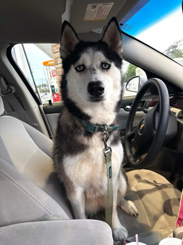 Siberian Husky – 1 year old Siberian Husky