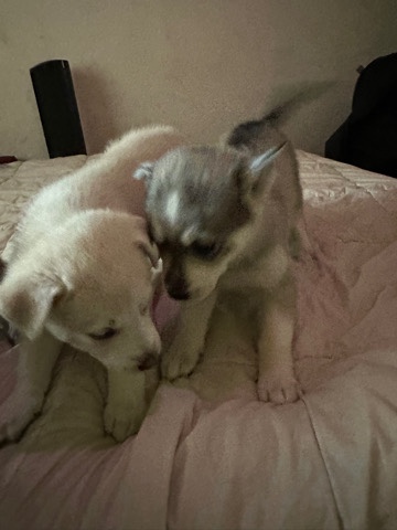 Belgian Shepherd Dog (Laekenois) – puppy’s