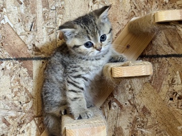 Scottish kitten 