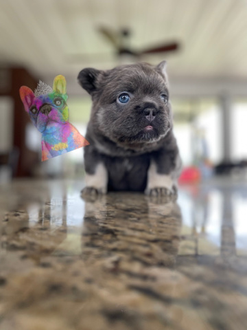 French Bulldog – Akc visual fluffy quad