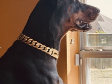 Doberman Pinscher – AKC European Doberman – Marrero