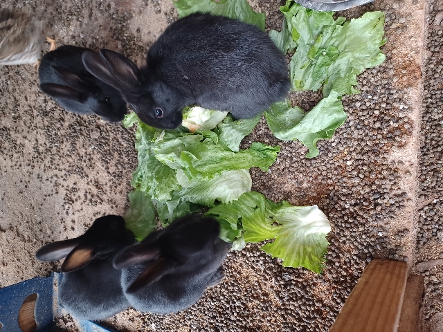 4 black bunnies