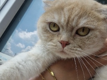 British Shorthair – wir verkaufen unsere Katze . – Saarbrücken
