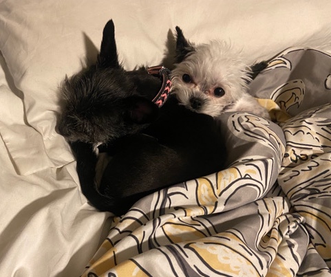 Chihuahua – Two Tiny Sisters (Frida and Nova)