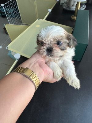 Shih Tzu - 🐶 Shih Tzu Puppy for Sale ( FEMALE) – 2 Months Old available for adoption in Dubai